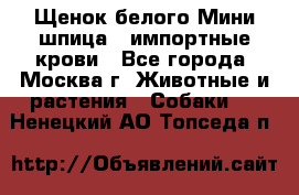 Щенок белого Мини шпица , импортные крови - Все города, Москва г. Животные и растения » Собаки   . Ненецкий АО,Топседа п.